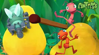 A Pear of Losers | 😄🐜| Antiks Adventures - Joey and Boo's Playtime