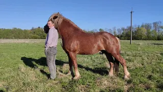 Коні🐴🐴🐴 Ваговози. В нас оглядини гарні😍😍😍 коні.Коні Тернопільщини... 🤫🤫🤫...