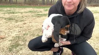 Evelyn/Clyde Boy basset hound puppies 9 weeks old!