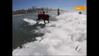 На калифорнийском побережье прошел чемпионат по серфингу среди псов (видео)