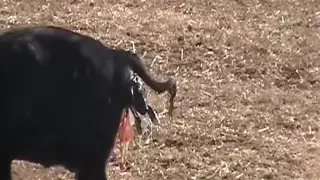 Cow giving birth to twins