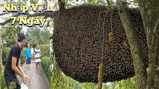 #820.Tổ Ong Hung Đánh 2 Người NHẬP VIỆN 7 Ngày Điều Trị. Hungry Beehive Beats 2 Persons Hospitalized