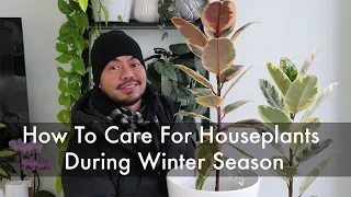 Surviving Your First Winter With Houseplants | Indoor Plants Winter Care Tips