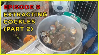 EPISODE 9: How to EXTRACT COCKLES + CATCHING BLACK TAILS (PART 2) | Catch & Cook