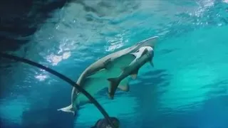 Shark eats another shark in ‘accident’ at a South Korean aquarium