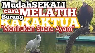 MUDAH!!! Cara Melatih Burung Kakaktua Bisa Bicara