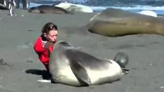 Морской тюлень