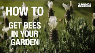 How to Attract Bees to Your Garden - Bunnings Warehouse