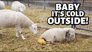 SPRING lambing with WINTER problems.🥶 | Vlog 679