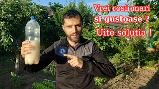 Yeast solution - BIO fertilizer for TOMATOES