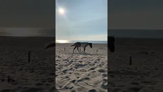 Wild Horse walking the Beach on Assateague Island