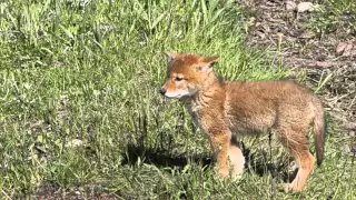 Wonderful Wyoming Wildilife - Coyote Pup - 6/1/2015