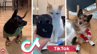 Dogs In Shoes For The First Time 🐶 Cats Wearing Socks 😻 Animal Funday