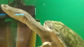 Змеиношейная черепаха в аквариуме/ Snake-necked Turtle in the aquarium