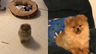 pomeranian puppy growing up 8 week to one years old