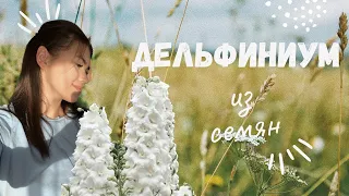 Посев ДЕЛЬФИНИУМА без стратификации