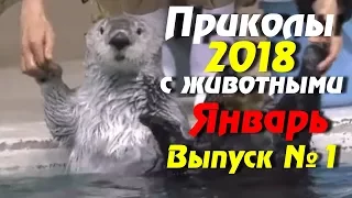 смешные видео приколы с животными 2017-2018, новые ютуб приколы бесплатно,