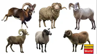 Types of wild sheep.