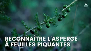 ASPERGE SAUVAGE : Reconnaître l'Asperge à feuilles piquantes