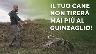 Il tuo cane non tirerà mai più il guinzaglio