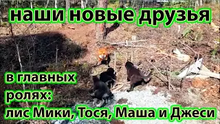 Новые Друзья Лиса Мики - Жизнь с Лисой / MIKI THE FOX