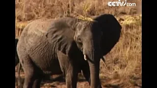 Mother elephant mourns baby calf that died of thirst | CCTV English