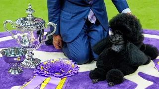 Houston miniature poodle wins Westminster Kennel Club dog show top honor
