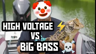 High Voltage vs. Big Bass