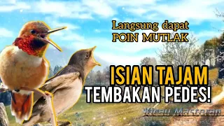 MASTERAN BURUNG FIGTHER ! TEMBAKAN MELENGKING TAJAM - Bikin semua JURI KASIH POIN Part 4