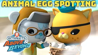 Octonauts: Above & Beyond - 🥚 Animal Egg Spotting ⛑️ | Easter Compilation | @OctonautsandFriends​