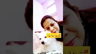 pomerian love with maa 😘❤️#cutepuppy #pomeranian#puppylove #shorts#viral  #ytshorts #trendingshorts