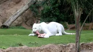 White Tiger eating breakfast bone at Loro Parque