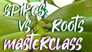 How to identify Orchid Flower Spikes EARLY vs Roots | Why WAIT for MITTENS?! 😍 #ninjaorchids