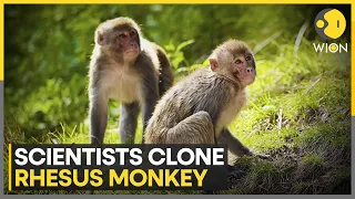 China: Researchers use new technique to create first Rhesus monkey clone | World News | WION