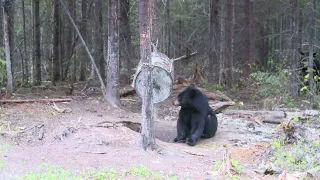 CHASSE ET PÊCHE AU MAX BEAR HUNTING/CHASSE À L'OURS