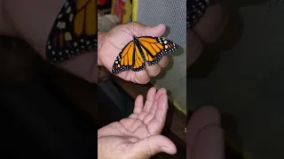 Monarch Butterfly And Anise Swallowtail Butterfly