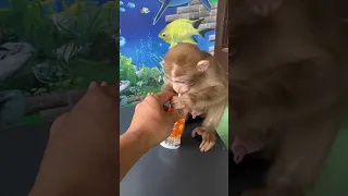 💕🐒💖Cute baby Monkey drinks delicious milk #shorts #monkey #cute💕🥰💝