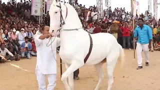 Horse Dancing At The Cattle Fair In Pushkar Rajasthan, India | Amazing Horse Dance Competition