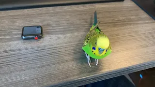 Kiwi the parakeet talks to an Apple Watch and a shiny clip