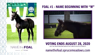 2020 Spruce Meadows Name the Foal, presented by TELUS - Meet Foal #1