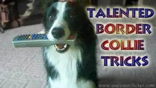 Nana the Talented Border Collie