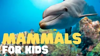 Mammals for Kids | Learn all about the unique characteristics of mammals and what mammals are!