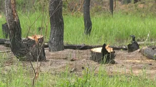 В лесхозе Воронежской области объяснили, почему рубят лес в Подгоренском лесничестве