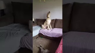 Irish Wolfhound sings the song of his people