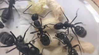 Содержание муравьев Camponotus vagus