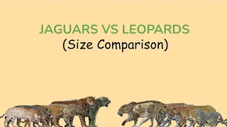 JAGUARS vs LEOPARDS: Size Comparison with IUCN Conservation Status (LIVING and EXTINCT)