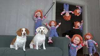 Chucky Army Invades Dogs' House: Funny Dog Maymo Calls Predator & Gets Surprise Car Ride