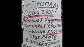 объявление Пропала собачка Мотя