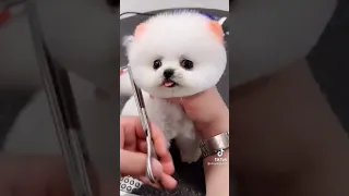 Tik Tok chó phốc sóc Mini | Funny and cute pomeranian