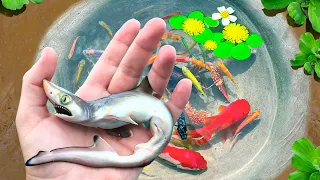 Amazing Catch Strange Fish In Tiny Pond, Shrimp, Snapper, Ornamental Fish, Koi, Turtles, Guppies